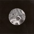 ECOLI - "SWARM ON THE SWINE" 7"