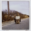 LIBYANS - "A COMMON PLACE" LP <b>READ FIRST</B>